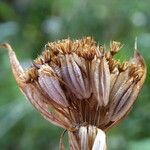 Astrantia minor fruit picture by Llandrich anna (cc-by-sa)