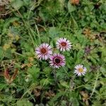 Erigeron alpinus flower picture by roberto (cc-by-sa)