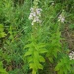 Teucrium canadense habit picture by Keith Gebhardt (cc-by-sa)