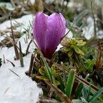 Gentianella cerastioides flower picture by Fabien Anthelme (cc-by-sa)