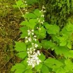 Tiarella trifoliata flower picture by jacksun (cc-by-sa)