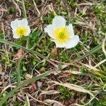 Ranunculus kuepferi habit picture by Denis SABATIER (cc-by-sa)