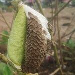 Calotropis gigantea fruit picture by Mhatre Sagar (cc-by-sa)