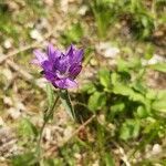 Campanula cervicaria flower picture by Rudy Maex (cc-by-sa)