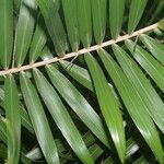 Bactris guineensis leaf picture by Nelson Zamora Villalobos (cc-by-nc)