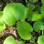 Eurybia macrophylla leaf picture by Pascal Guerin (cc-by-sa)