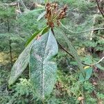 Rhododendron macrophyllum leaf picture by Alessandro Susca (cc-by-sa)