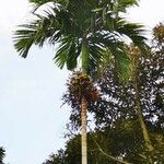 Areca catechu habit picture by Christophe Cerutti (cc-by-sa)