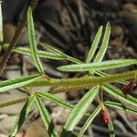 Cleome violacea leaf picture by Steve Orridge (cc-by-sa)