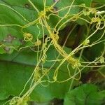 Cuscuta campestris leaf picture by Voni (cc-by-sa)