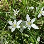 Ornithogalum umbellatum flower picture by ol lespi (cc-by-sa)