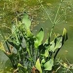 Alisma plantago-aquatica leaf picture by susan brown (cc-by-sa)