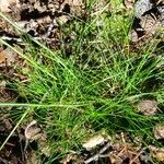 Festuca heterophylla leaf picture by Alain Bigou (cc-by-sa)