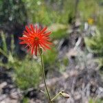 Silene laciniata flower picture by Bob Lewis (cc-by-sa)