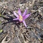 Colchicum cupanii flower picture by JAN LEYDECKER (cc-by-sa)