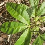 Melicope elleryana leaf picture by Kath Little (cc-by-sa)