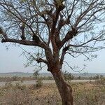 Lannea coromandelica habit picture by Sudhanshu Kumar (cc-by-sa)