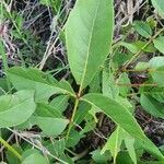 Zanthoxylum chalybeum leaf picture by susan brown (cc-by-sa)