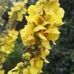 Verbascum speciosum flower picture by Martin Sanford (cc-by-sa)