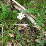 Arabidopsis arenosa habit picture by Filip Arndt (cc-by-sa)