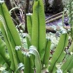 Asplenium scolopendrium flower picture by Phil Mas (cc-by-sa)