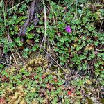 Geranium sibbaldioides habit picture by Fabien Anthelme (cc-by-sa)