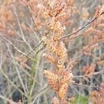 Myrica gale flower picture by jabets (cc-by-sa)