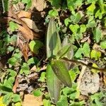 Epidendrum radicans leaf picture by Roshan Tailor (cc-by-sa)