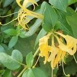 Lonicera caprifolium flower picture by Areslane BOULKABOUL (cc-by-sa)