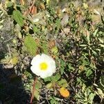 Cistus populifolius flower picture by manuel fernandez peña (cc-by-sa)