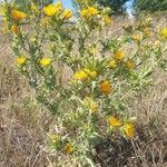 Scolymus hispanicus habit picture by Pereira Jorge (cc-by-sa)