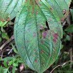 Tristemma mauritianum leaf picture by David SINIGAGLIA (cc-by-sa)