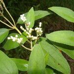 Clibadium surinamense leaf picture by Nelson Zamora Villalobos (cc-by-nc)