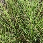 Equisetum palustre leaf picture by von Waldthausen Clara (cc-by-sa)