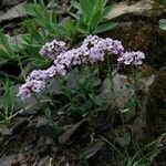 Noccaea corymbosa habit picture by Daniel Bourget (cc-by-sa)