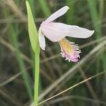 Pogonia ophioglossoides flower picture by Tom Jones (cc-by-sa)