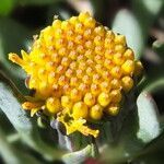 Senecio algens flower picture by Fabien Anthelme (cc-by-sa)