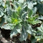 Grindelia covasii leaf picture by Trap Hers (cc-by-sa)