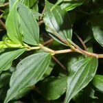 Peperomia elata leaf picture by Nelson Zamora Villalobos (cc-by-nc)