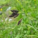 Carex atrata flower picture by Max Haidvogl (cc-by-sa)