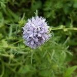 Gilia capitata flower picture by Karen Shilling (cc-by-sa)