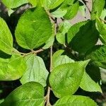 Celtis africana leaf picture by Jasper Coetzee (cc-by-sa)