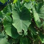 Alocasia odora leaf picture by Geoffrey (cc-by-sa)