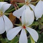 Pelargonium multibracteatum flower picture by susan brown (cc-by-sa)