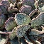 Opuntia basilaris leaf picture by jeremy taylor (cc-by-sa)