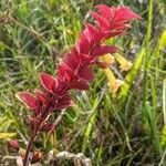 Amasonia campestris flower picture by Denis Bastianelli (cc-by-sa)