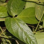 Dalechampia websteri leaf picture by Nelson Zamora Villalobos (cc-by-nc)