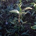 Amaranthus palmeri habit picture by Eli Small (cc-by-sa)