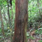 Podocarpus guatemalensis habit picture by SINAC Pérez Greivin (cc-by-sa)