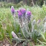 Oxytropis splendens habit picture by Daniel Gonzales (cc-by-sa)